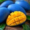 bluemango25